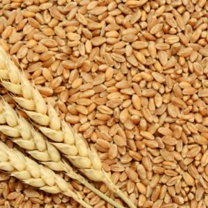 wheat buy sell in pakistan