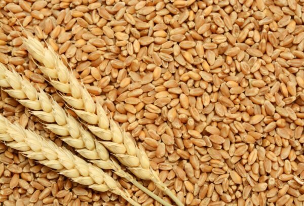 wheat buy sell in pakistan