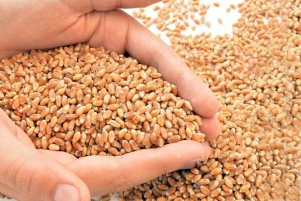 buy sell wheat crops in Pakistan